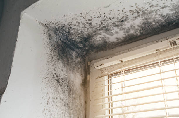 Trusted Black Mold Removal service in Farmingdale, NJ - Cheap Mold Removal